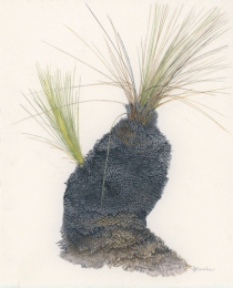 Xanthorrhoea sp 'After the Fires 5'